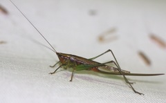 Conocephalus attenuatus