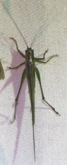 Conocephalus attenuatus