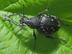 Otiorhynchus gemmatus