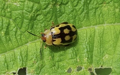 Alagoasa jacobiana