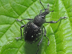 Otiorhynchus gemmatus