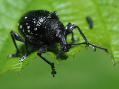Otiorhynchus gemmatus