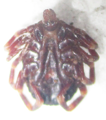 Hyalomma