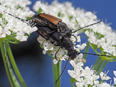 Anastrangalia dubia