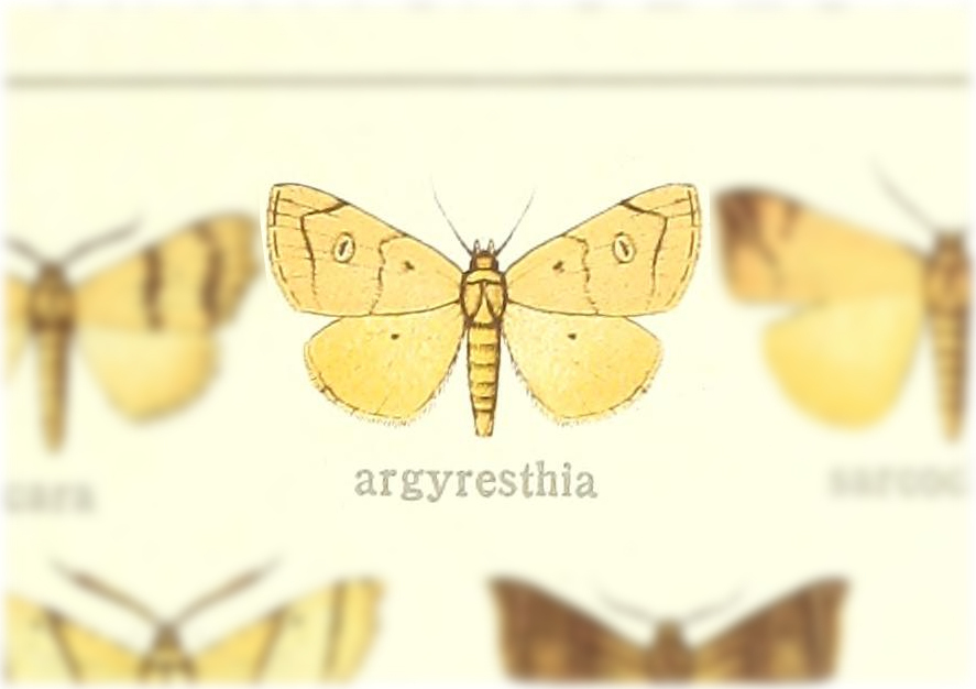 Paralephana argyresthia