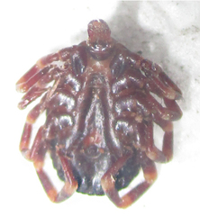 Hyalomma