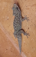 Phyllodactylus tuberculosus