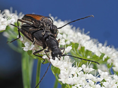 Anastrangalia dubia