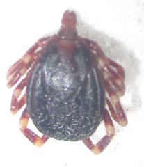 Hyalomma