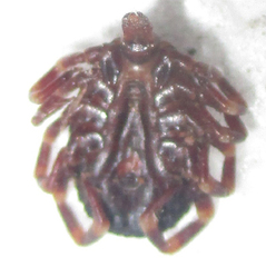 Hyalomma