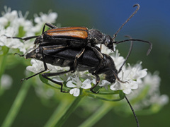 Anastrangalia dubia