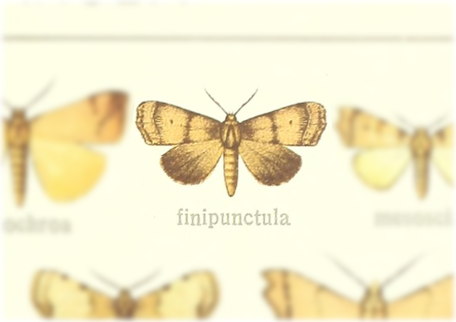 Paralephana finipunctula