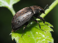 Byrrhus pilula