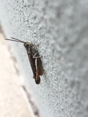 Chorthippus brunneus