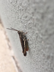 Chorthippus brunneus