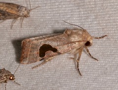 Hypotrix lunata