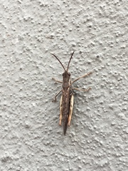 Chorthippus brunneus