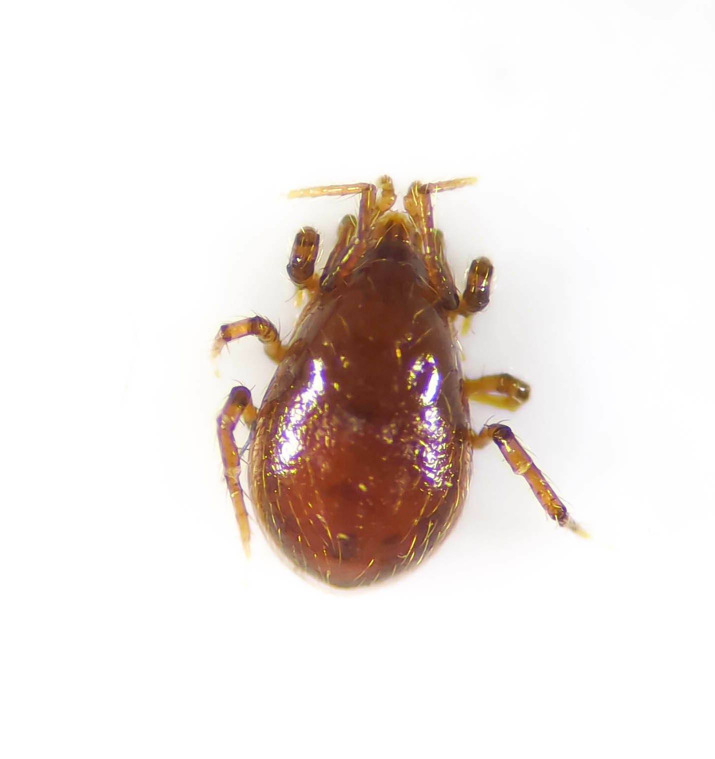 Parasitidae