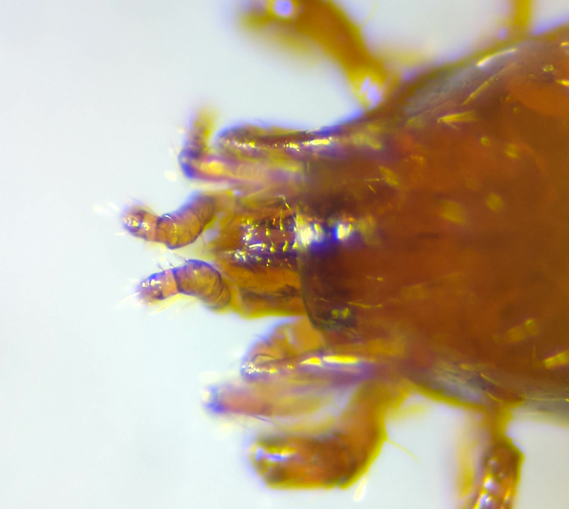 Parasitidae
