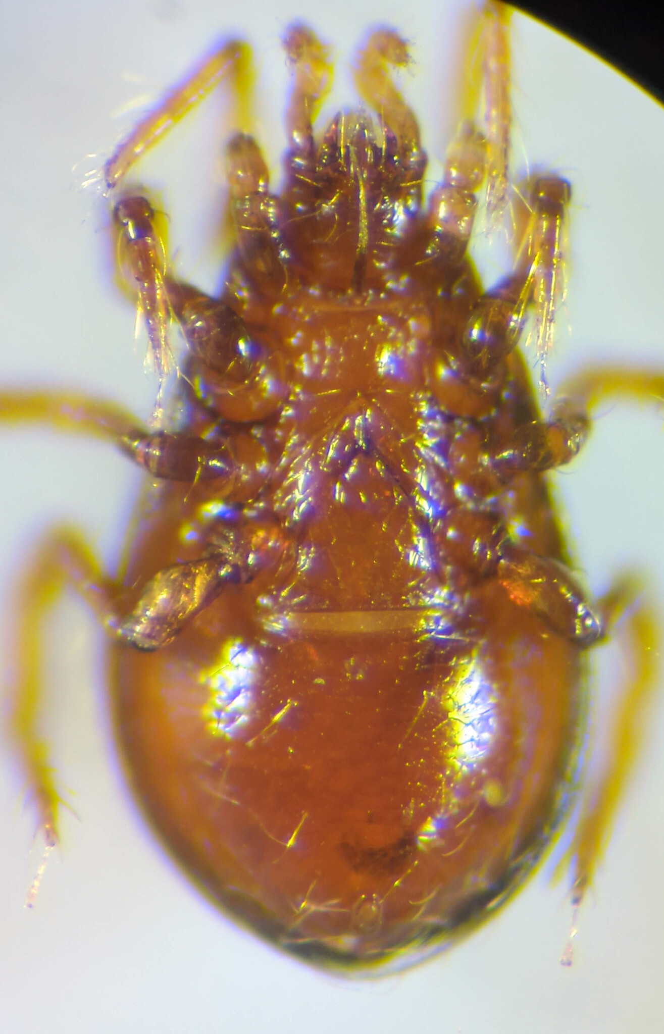 Parasitidae
