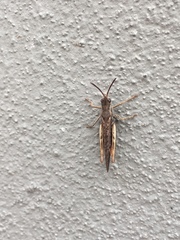 Chorthippus brunneus