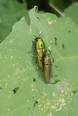 Agaeocera scintillans