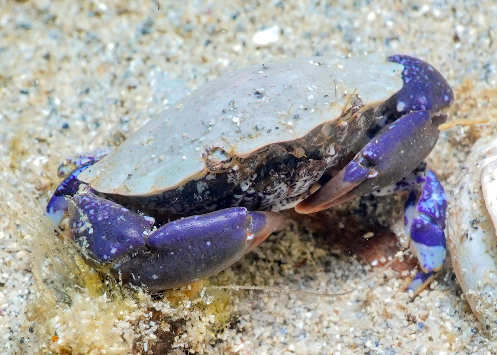 Wardoxanthops