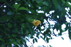 Tabernaemontana tomentosa