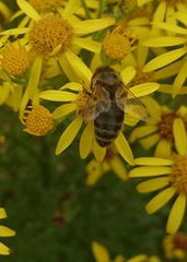 Apis mellifera