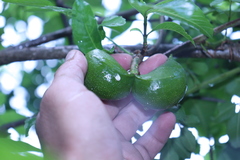 Tabernaemontana tomentosa