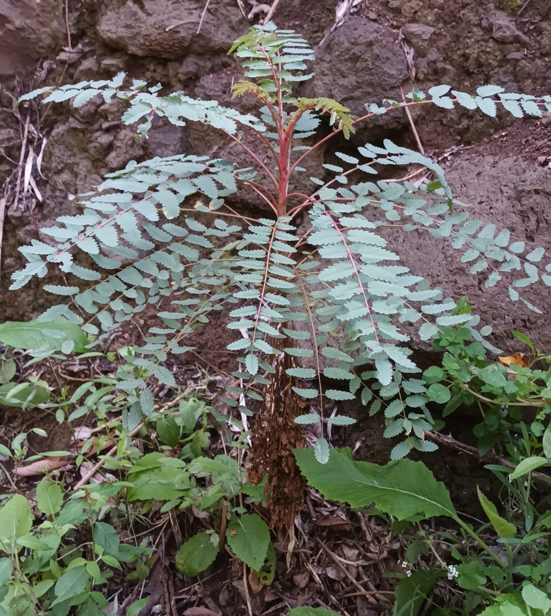 Palo de sangre