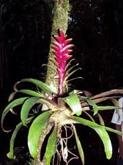 Tillandsia heliconioides