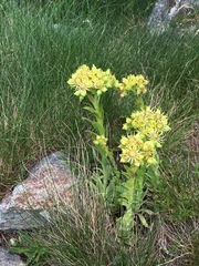Sempervivum wulfenii