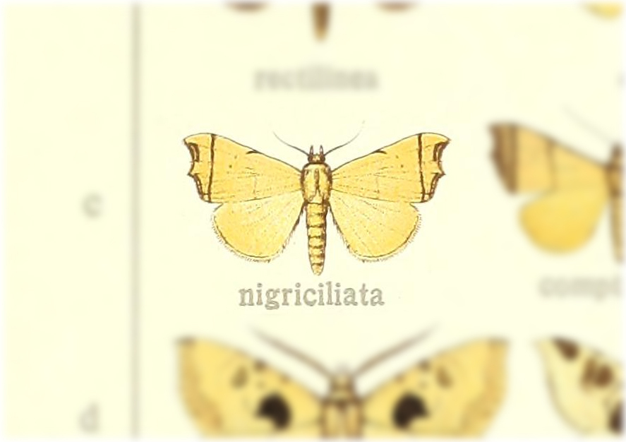 Paralephana nigriciliata