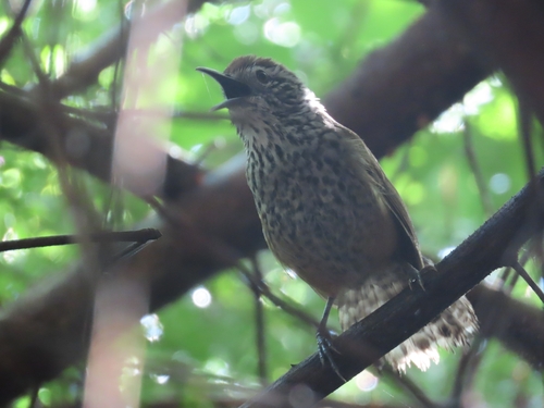 Spot-breasted Wren (Pheugopedius maculipectus), photo 4