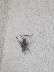 Pachytrachis gracilis