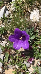 Campanula alpestris
