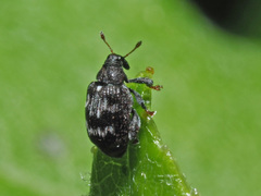 Tachyerges decoratus
