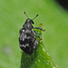 Tachyerges decoratus - Photo (c) Felix Riegel, algunos derechos reservados (CC BY-NC), subido por Felix Riegel