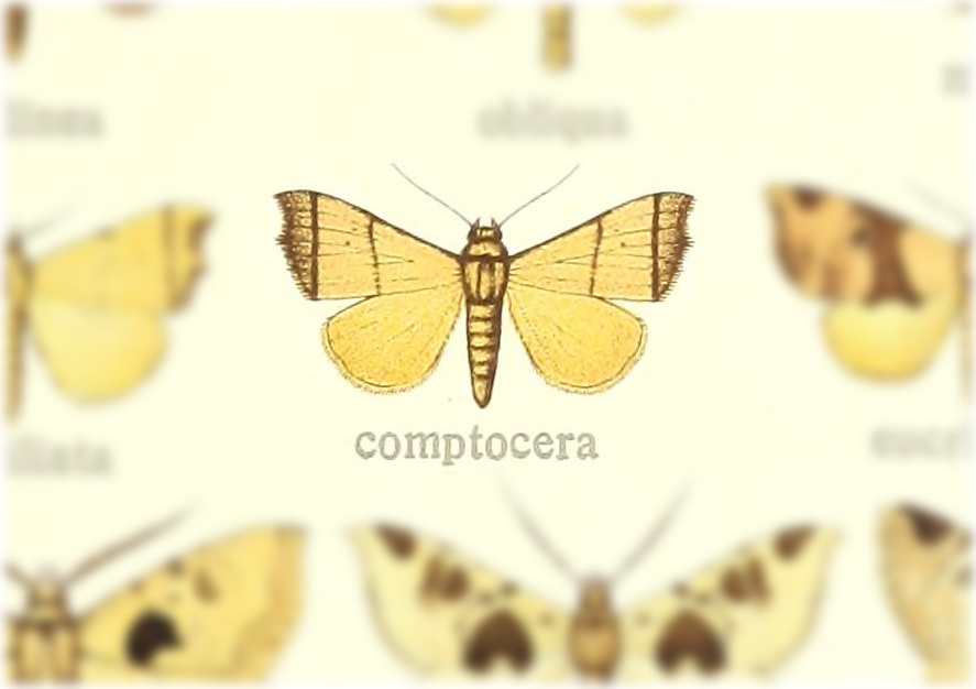 Paralephana camptocera