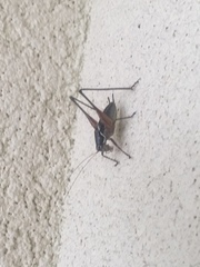 Pachytrachis gracilis