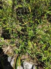 Pimpinella niitakayamensis