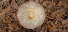 Conocybe coprophila