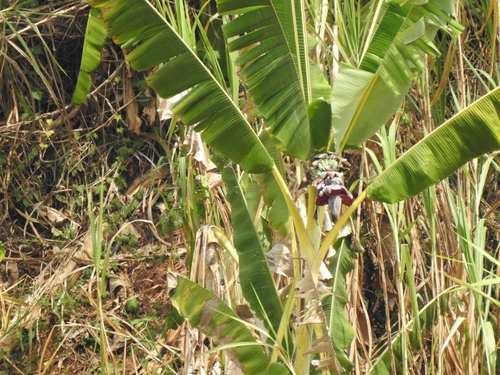 Foto de Bananeira selvagem