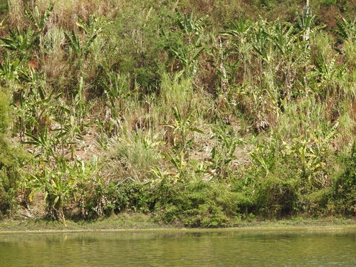 Foto de Bananeira selvagem