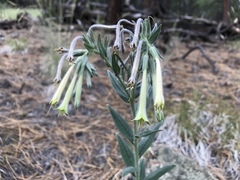Lithospermum macromeria