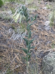 Lithospermum macromeria