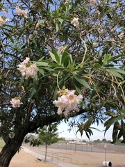 × chitalpa tashkentensis