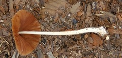 Conocybe coprophila