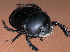 Scarabaeus typhon